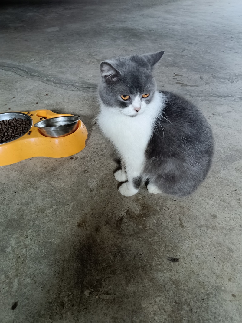 宠物猫