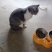 宠物猫