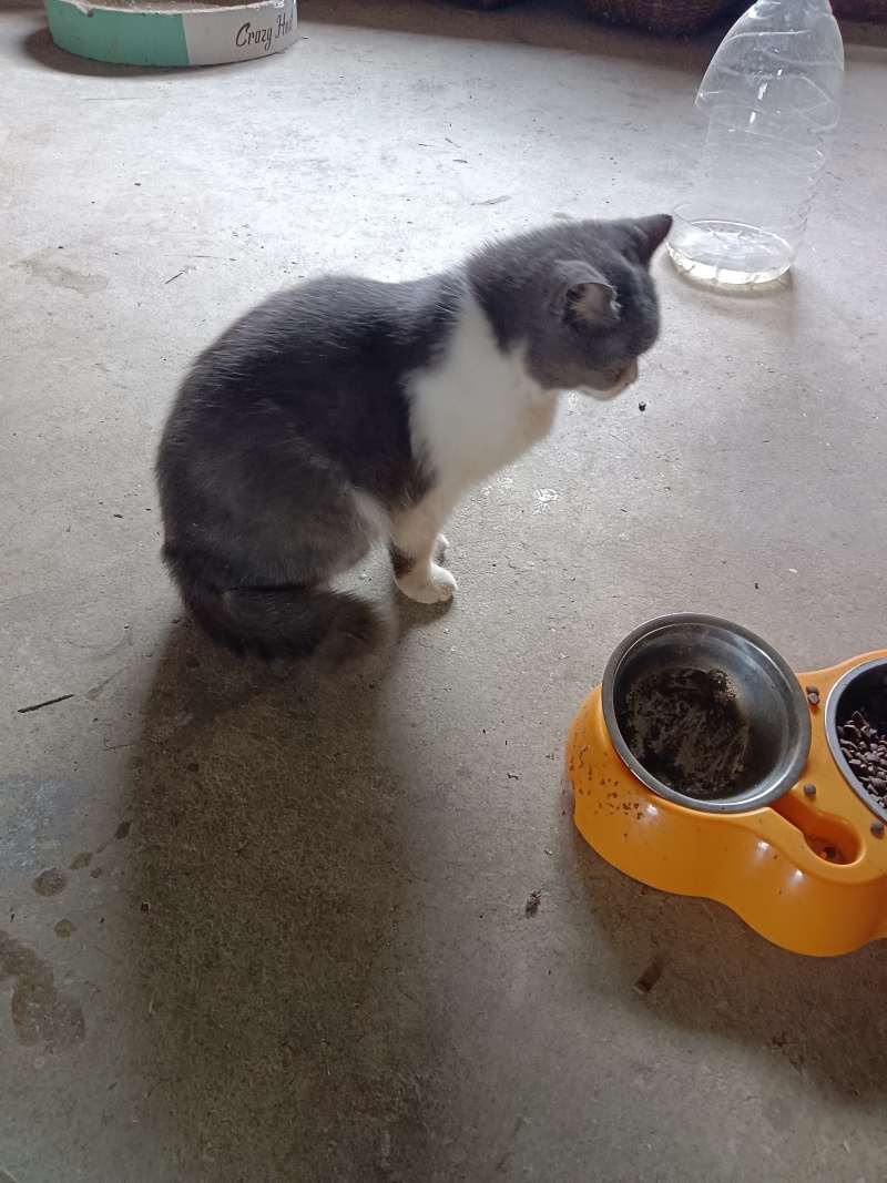 宠物猫