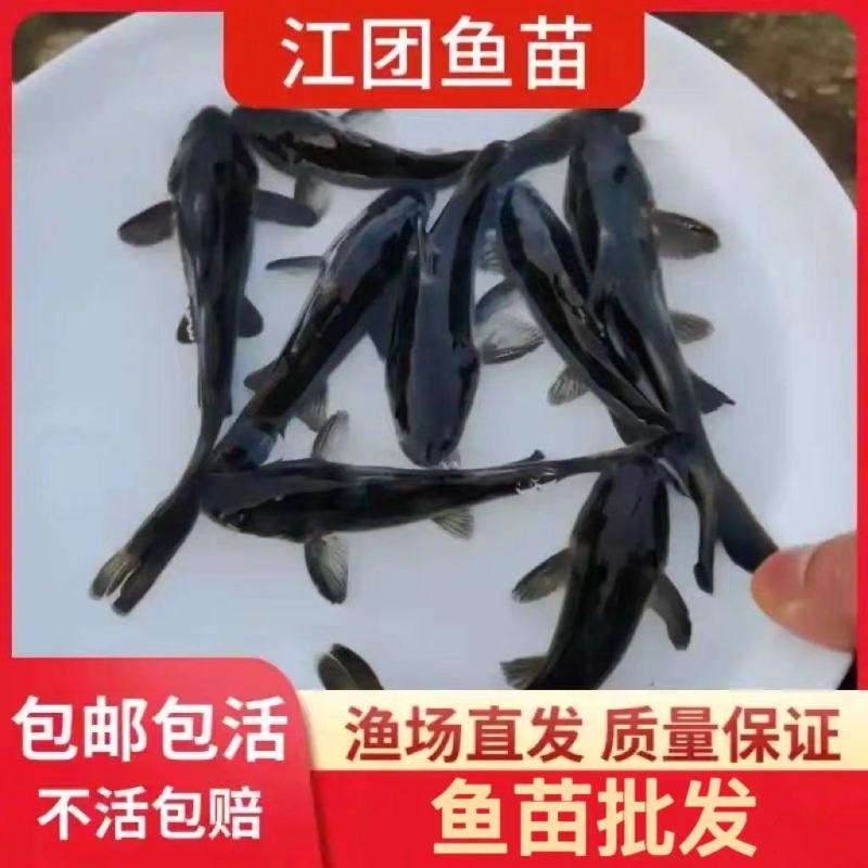 精品江团鱼苗大量供货对接全国养殖户品质保证包成活