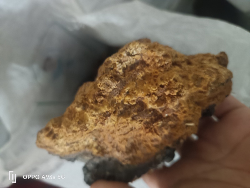 桦树茸
