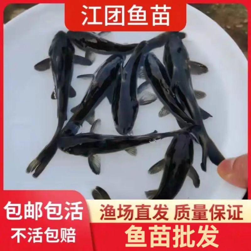 精品江团鱼苗大量供货对接全国养殖户品质保证包成活