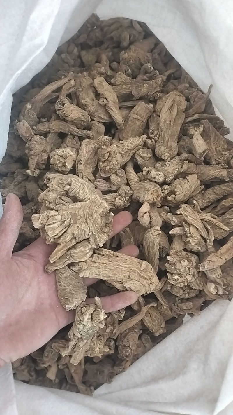 南沙参