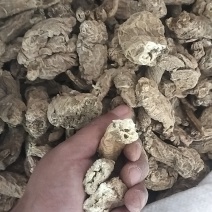 南沙参