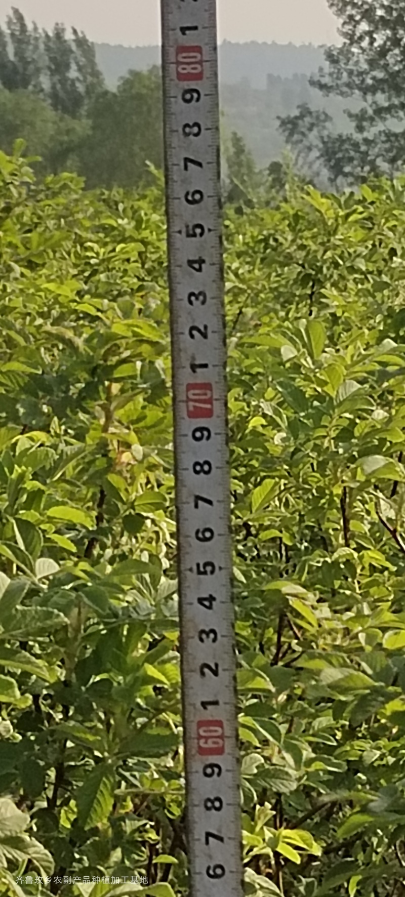 四季玫瑰苗二年营养杯玫瑰苗