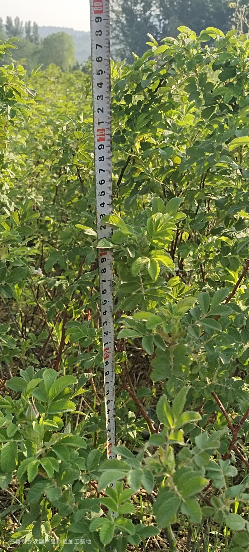 四季玫瑰苗二年营养杯玫瑰苗