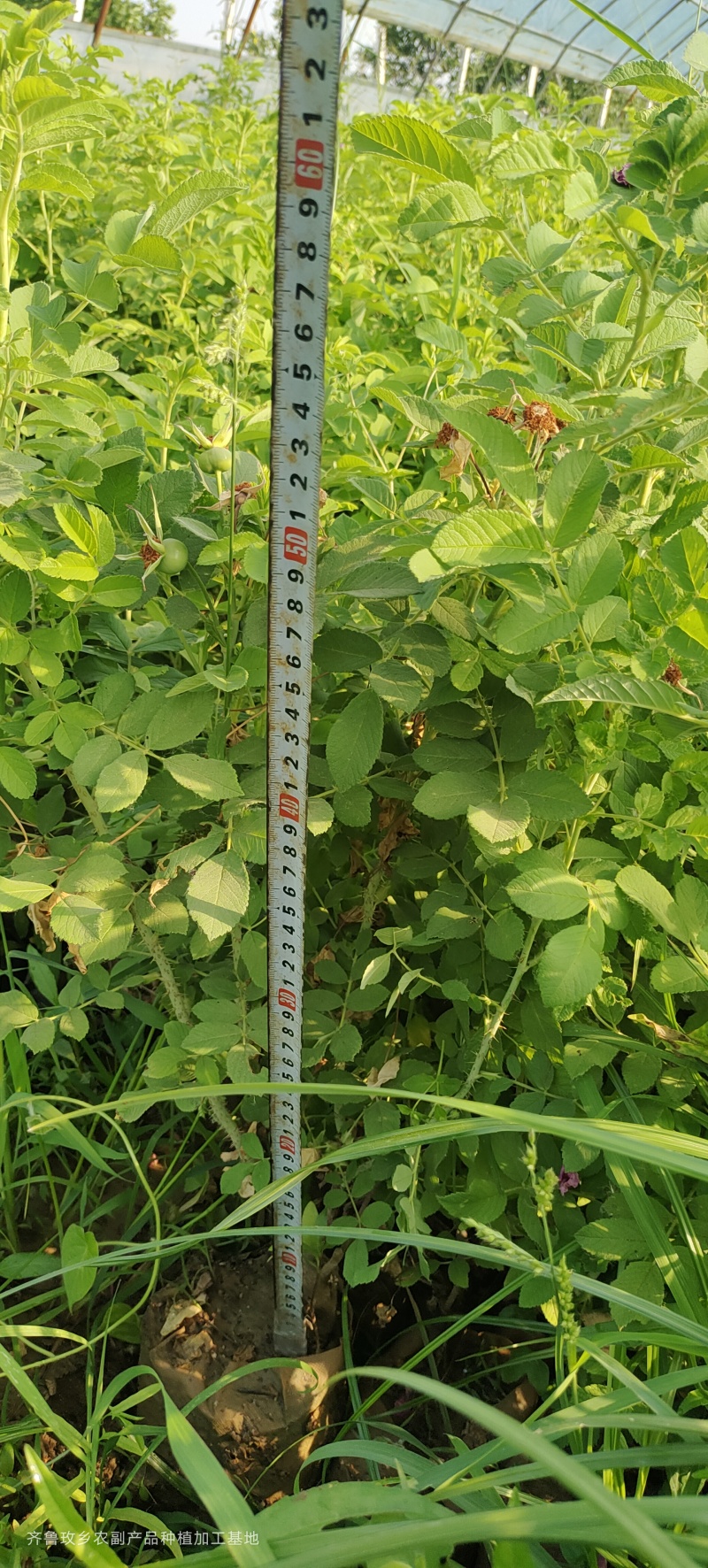 四季玫瑰苗二年营养杯玫瑰苗