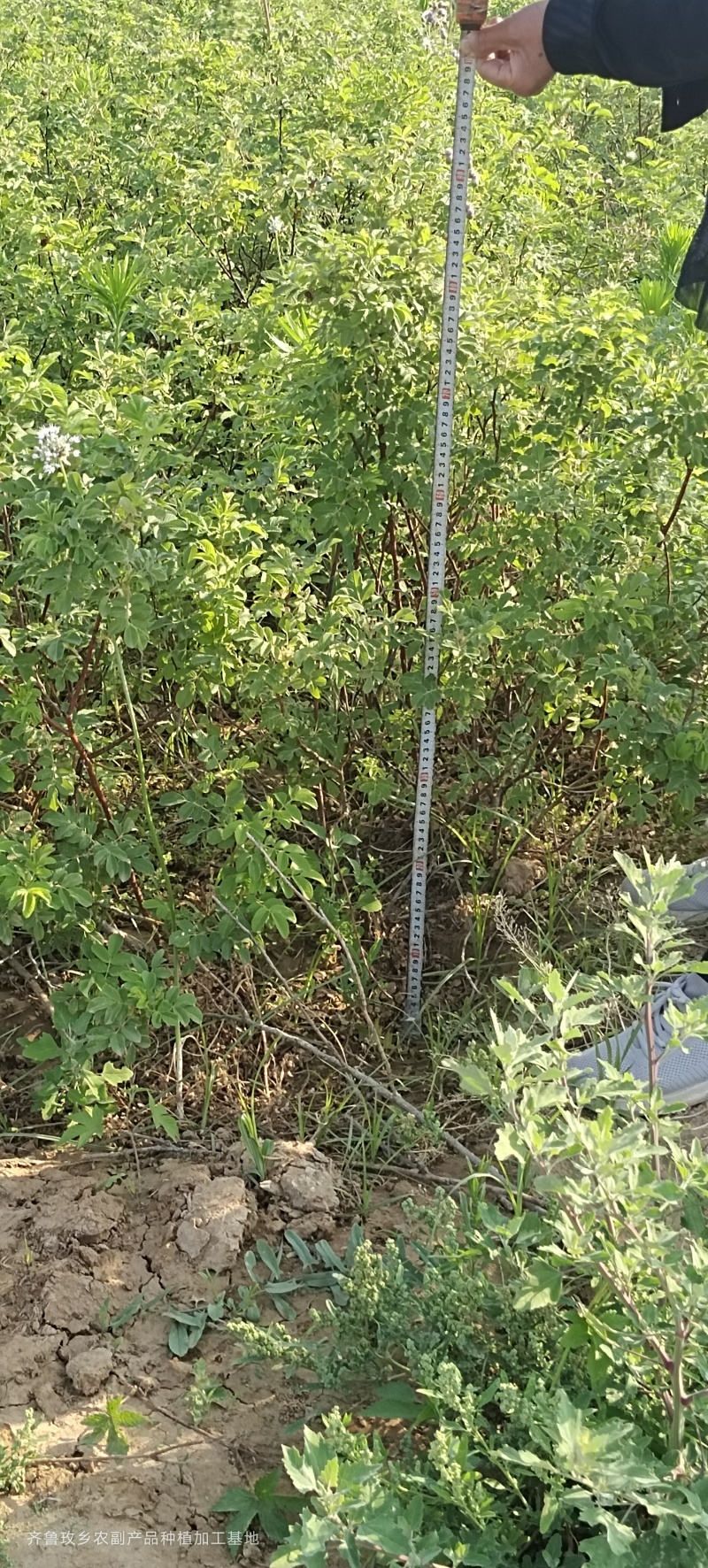 四季玫瑰苗二年营养杯玫瑰苗