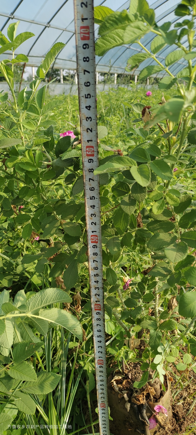 四季玫瑰苗二年营养杯玫瑰苗
