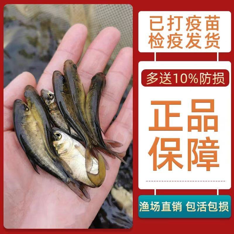 精品大口鲢鱼苗保成活欢迎来电洽谈价格更优惠诚信经营
