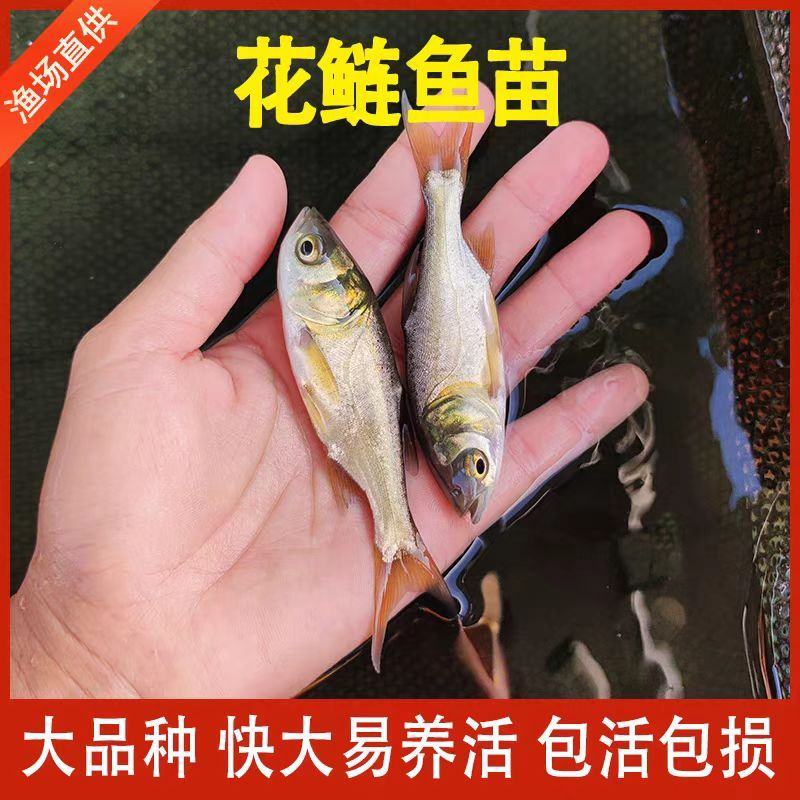 精品大口鲢鱼苗保成活欢迎来电洽谈价格更优惠诚信经营