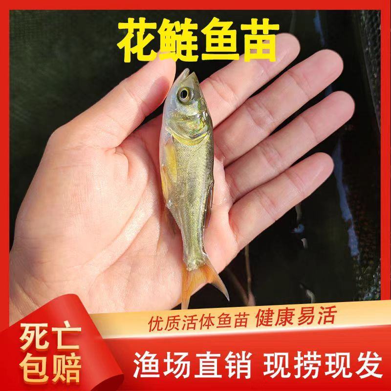 精品大口鲢鱼苗保成活欢迎来电洽谈价格更优惠诚信经营