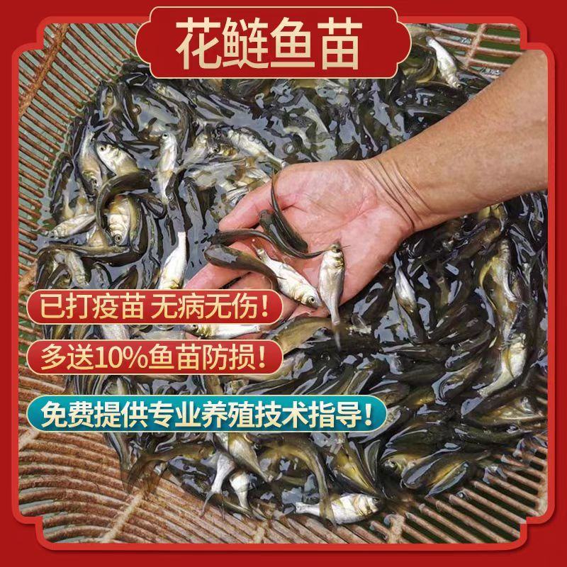 精品大口鲢鱼苗保成活欢迎来电洽谈价格更优惠诚信经营
