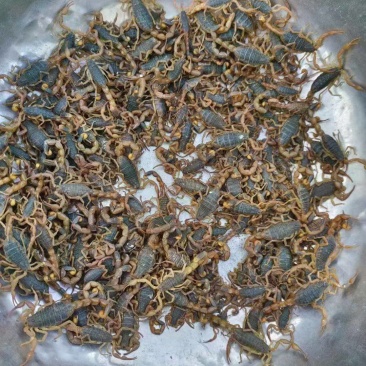沂蒙山十足全蝎