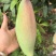 象牙芒