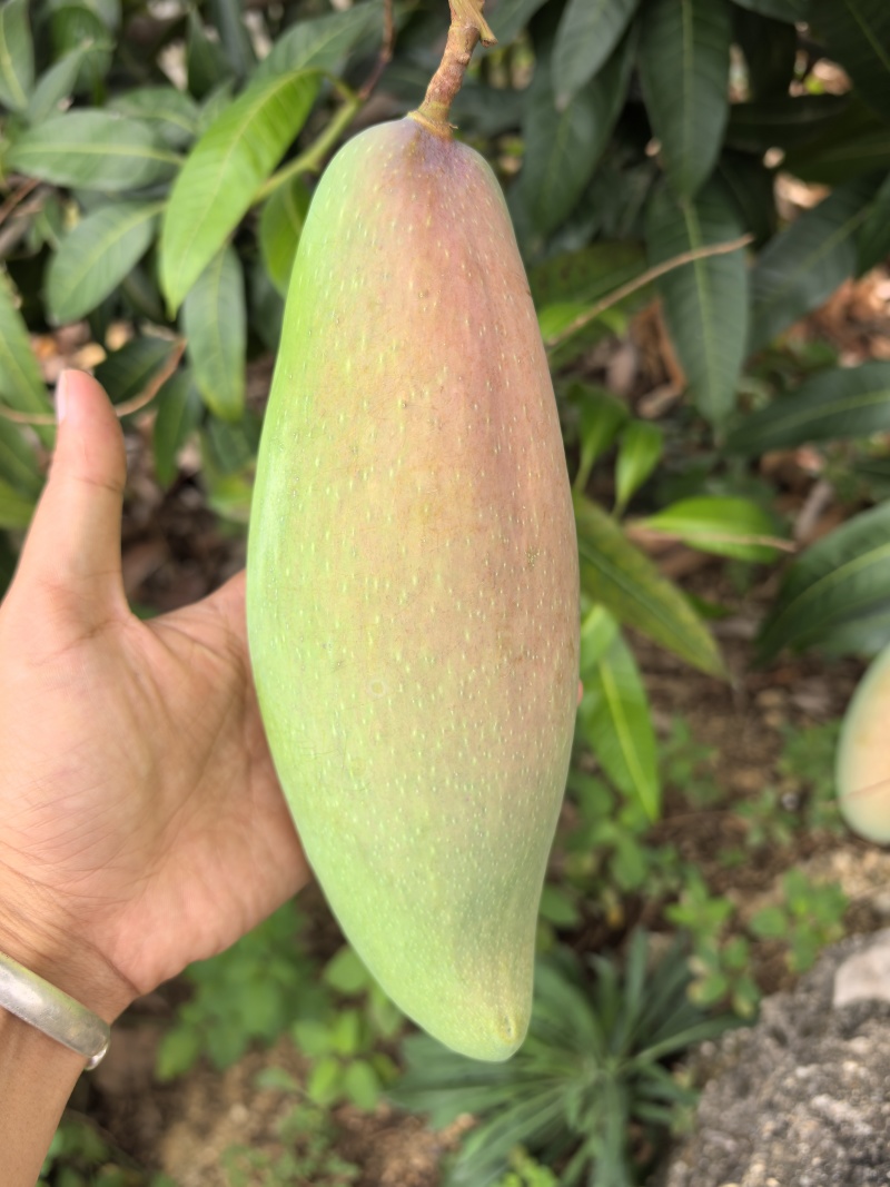 象牙芒