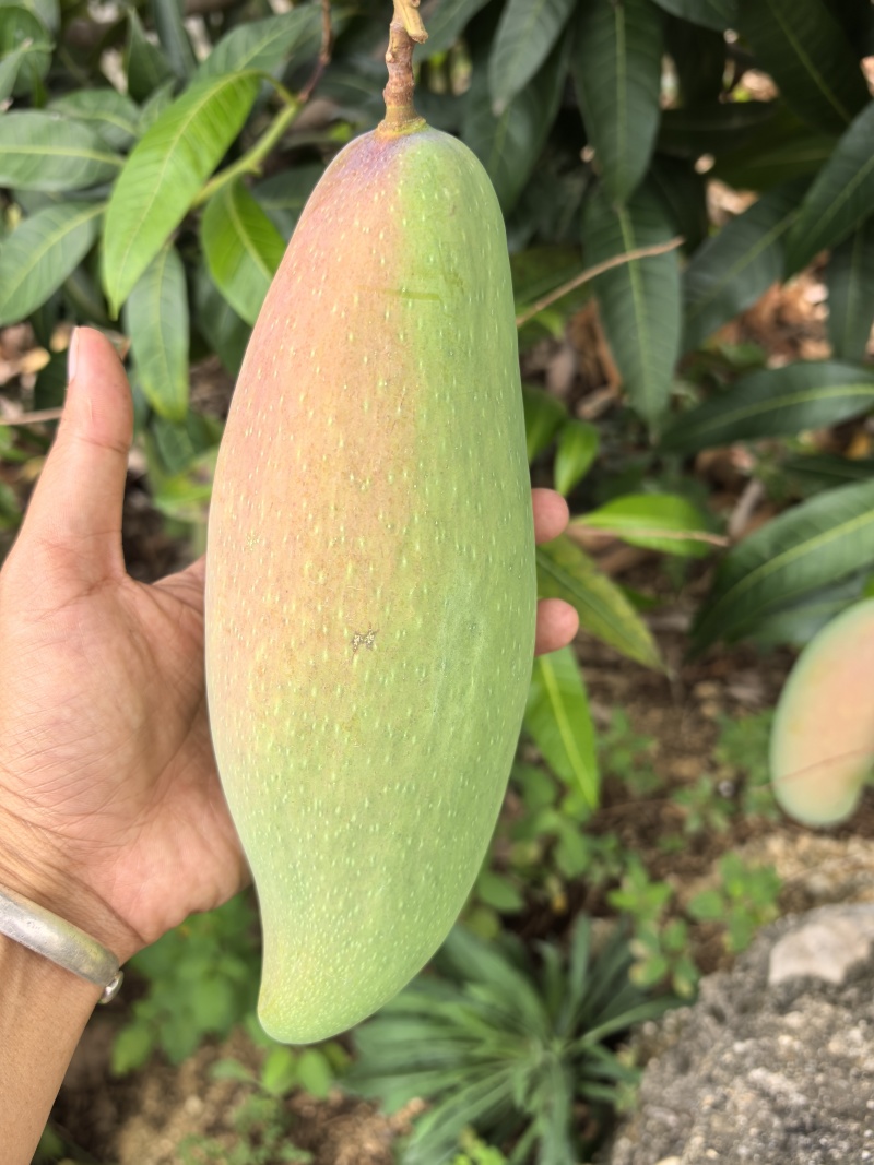 象牙芒