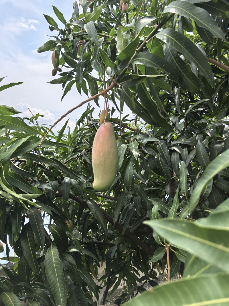 象牙芒