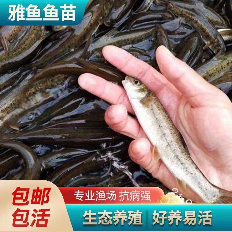 重庆雅鱼鱼苗大量供应保成活免费技术指导欢迎来来电