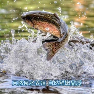 精品雅鱼大量供应品质保证支持视频看货欢迎来电洽谈