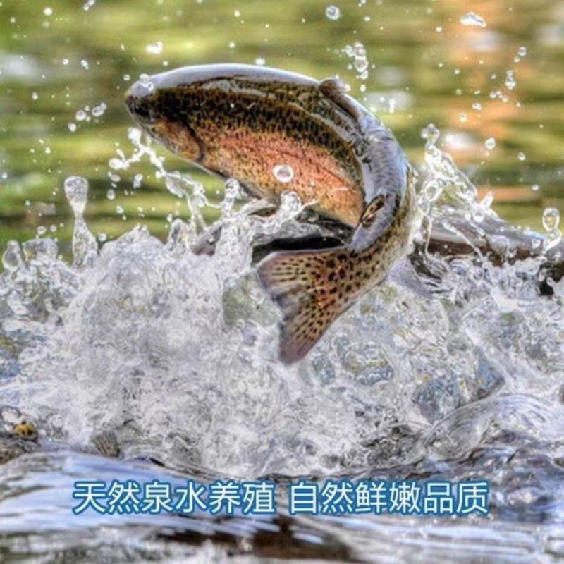 精品雅鱼大量供应品质保证支持视频看货欢迎来电洽谈