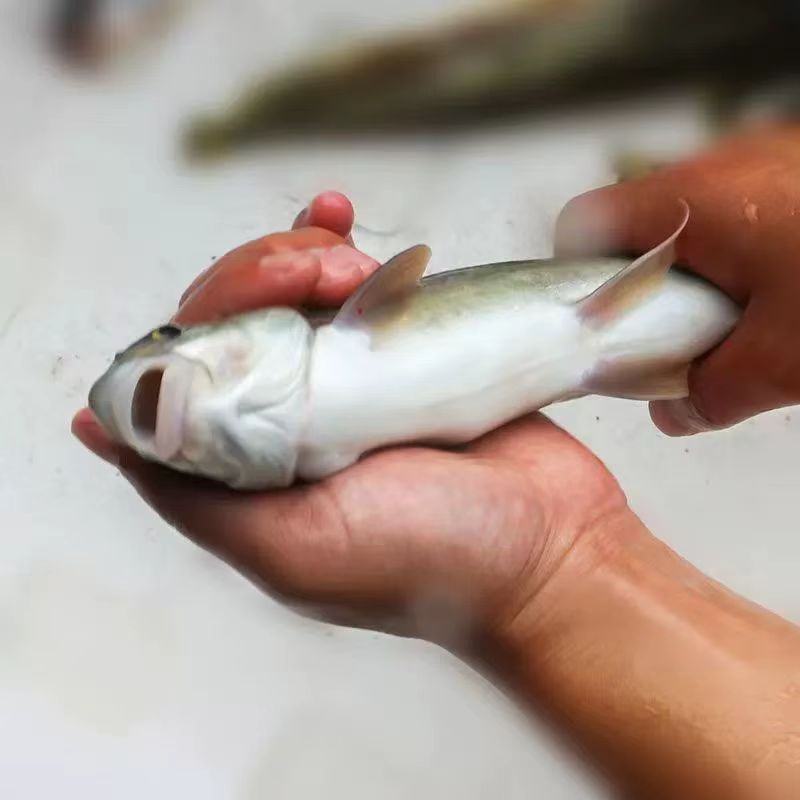 精品雅鱼大量供应品质保证支持视频看货欢迎来电洽谈