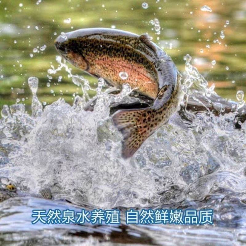 精品雅鱼大量供应品质保证支持视频看货欢迎来电洽谈