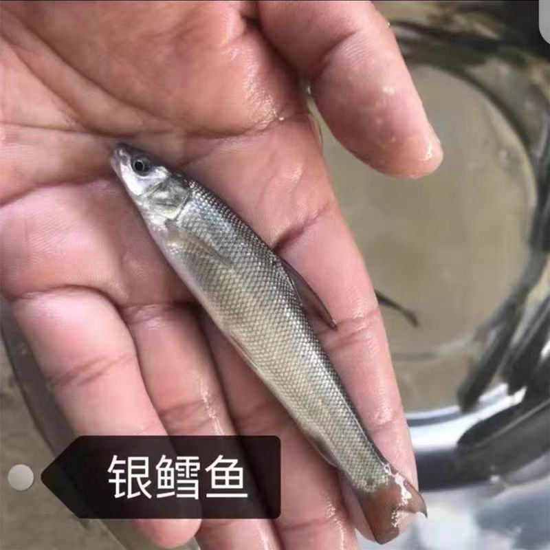 银鳕鱼苗保成活对接全国养殖户免费技术指导已打疫苗