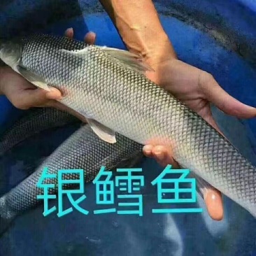 精品银鳕鱼大量供货对接全国市场商超社区团购欢迎来电