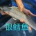 精品银鳕鱼大量供货对接全国市场商超社区团购欢迎来电