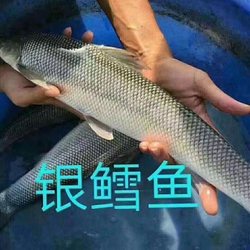 精品银鳕鱼大量供货对接全国市场商超社区团购欢迎来电