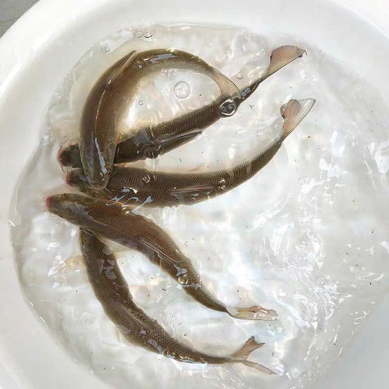 精品银鳕鱼大量供货对接全国市场商超社区团购欢迎来电