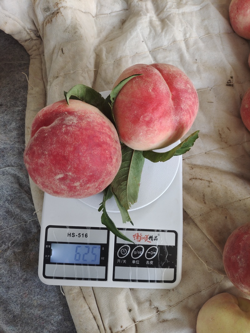 中桃139号霸王脆大果型白肉（皮下带红）口感脆甜