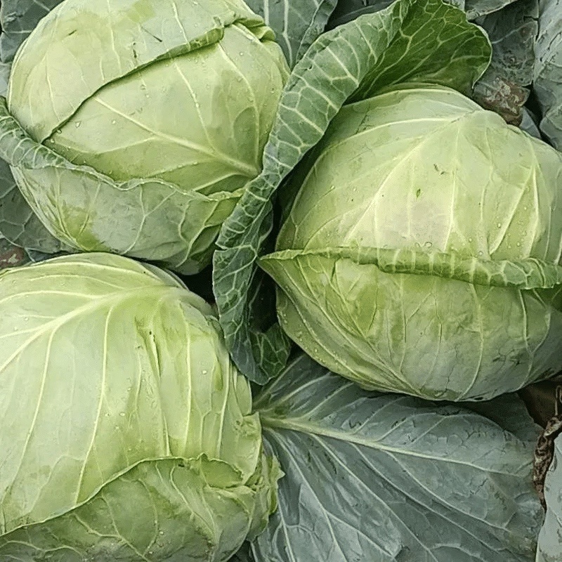 【实力】贵州精品甘蓝圆包菜产地直发品质保障量大从优