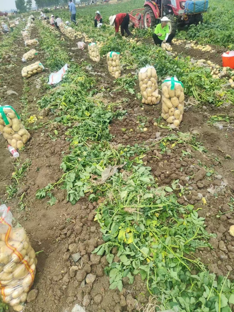 通许土豆大降价，沃土，实验1号，规格齐全，对接全国