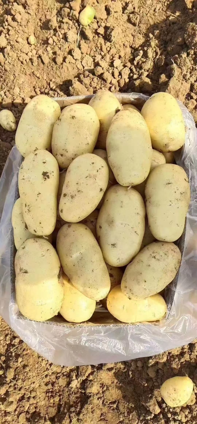 土豆