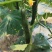 山东密刺黄瓜/莘县带花黄瓜/精品黄瓜/产地直发，源头好货