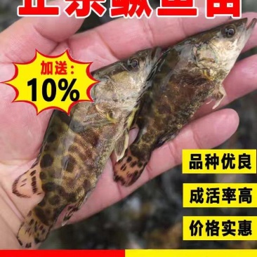 鳜鱼苗大量供应品质保证支持视频看货欢迎来电洽谈详谈
