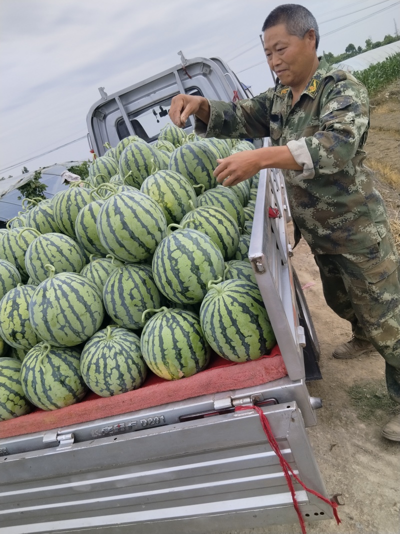 精品大棚美都西瓜
