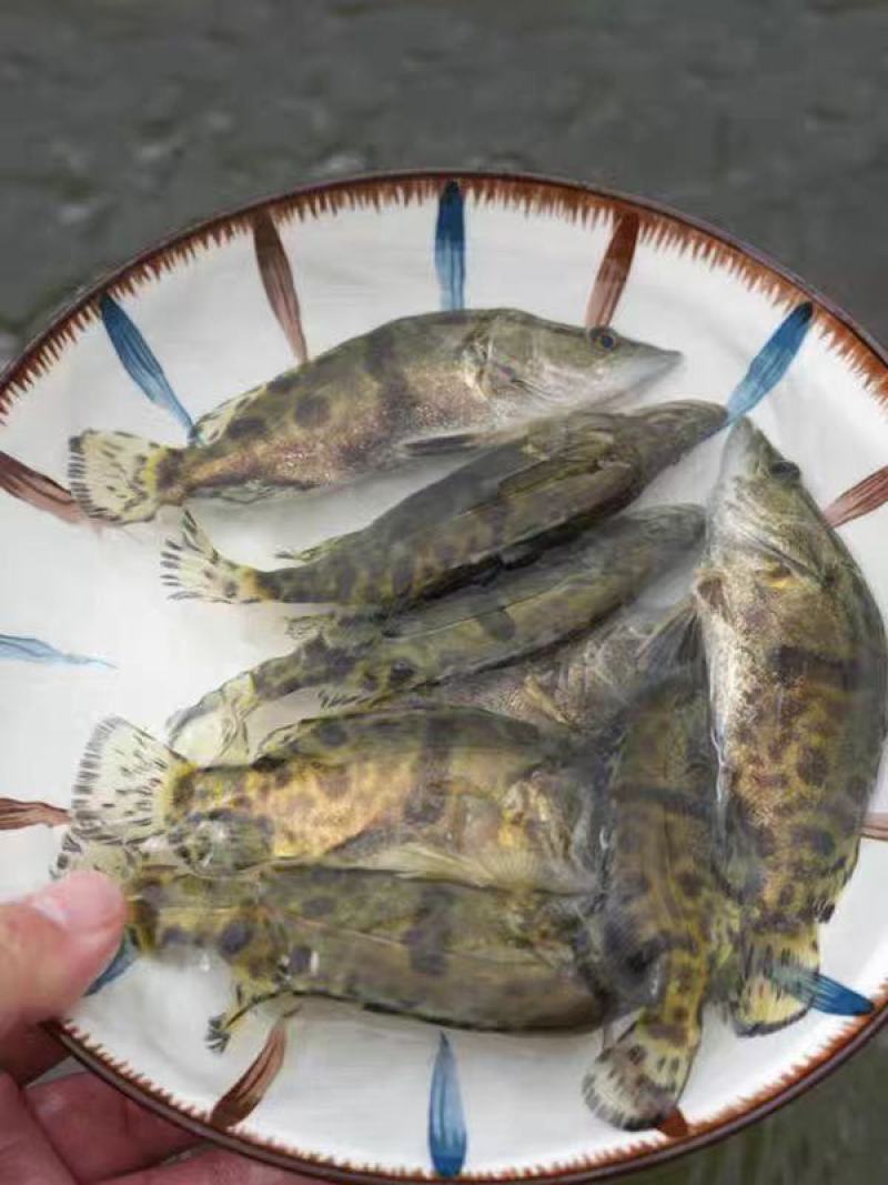 鳜鱼苗大量供应品质保证支持视频看货欢迎来电洽谈详谈