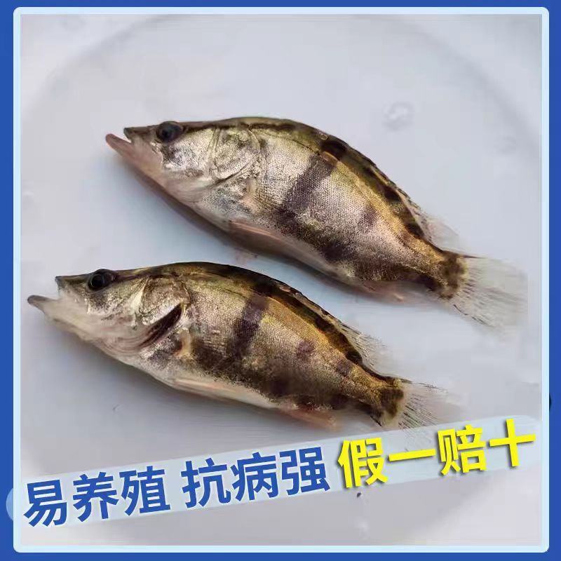 鳜鱼苗大量供应品质保证支持视频看货欢迎来电洽谈详谈