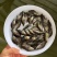鳜鱼苗大量供应品质保证支持视频看货欢迎来电洽谈详谈