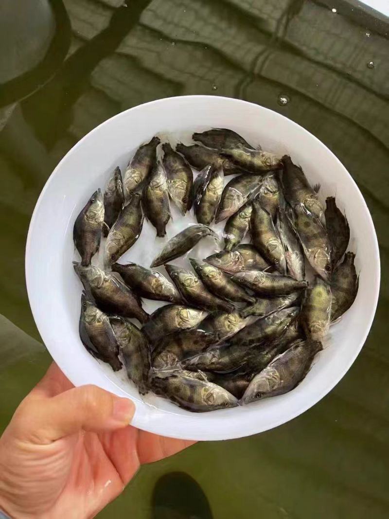 鳜鱼苗大量供应品质保证支持视频看货欢迎来电洽谈详谈