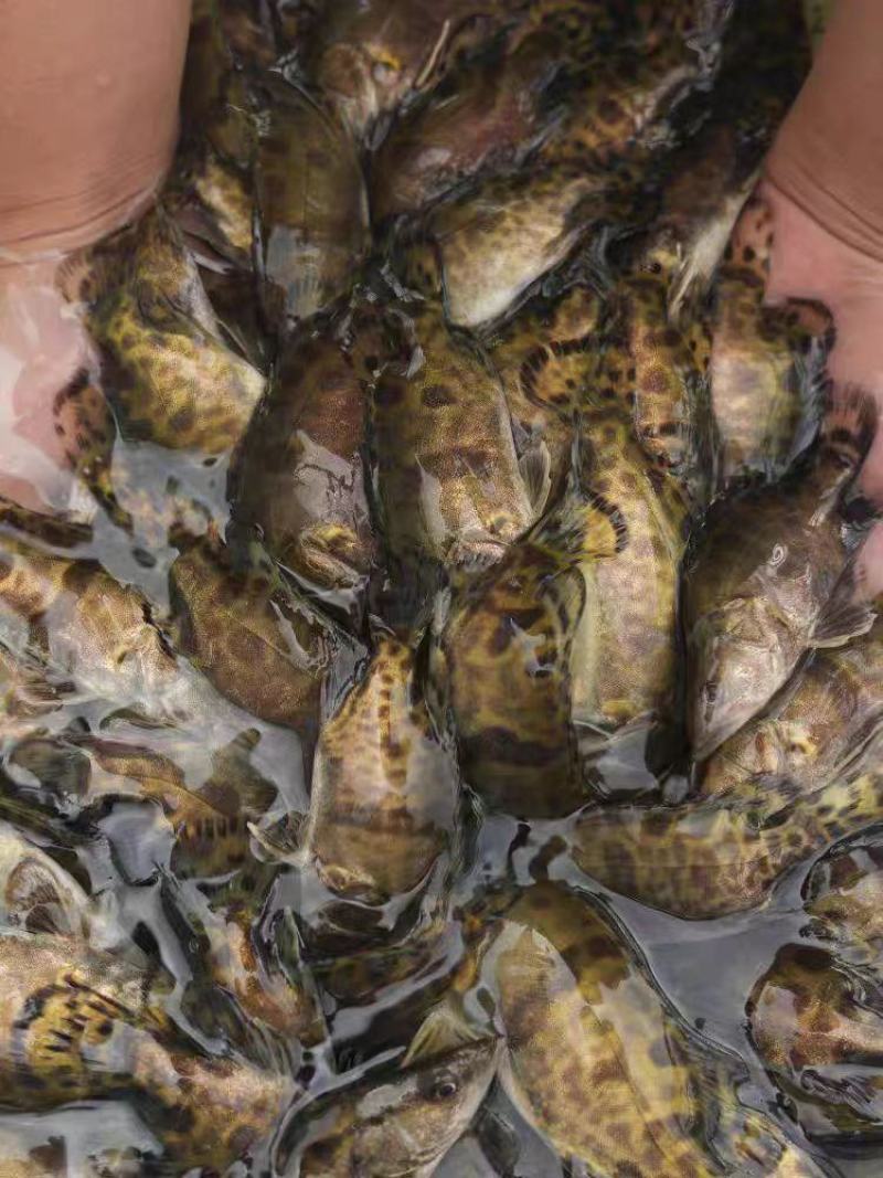 鳜鱼苗大量供应品质保证支持视频看货欢迎来电洽谈详谈
