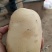黄心土豆/黄皮黄心/大量有货品质优可视频看货