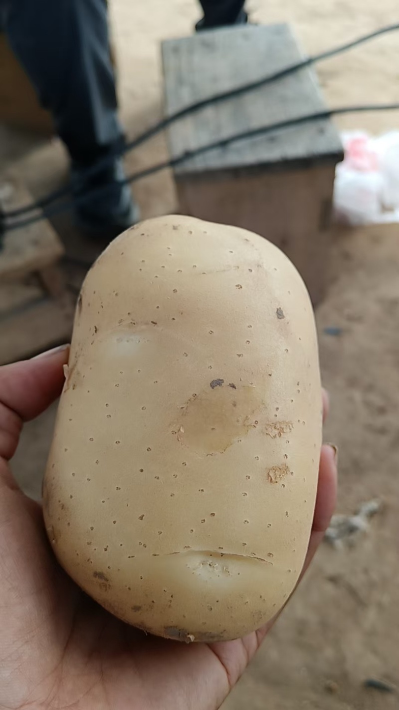 黄心土豆/黄皮黄心/大量有货品质优可视频看货