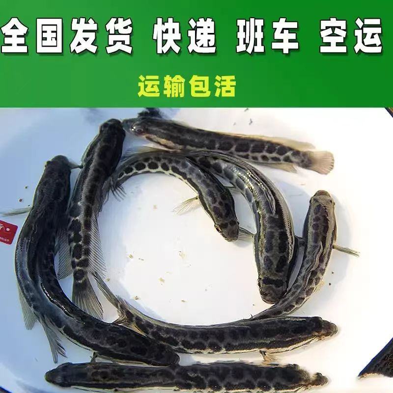 黑鱼苗保成活免费技术指导量大价优支持视频看货来电