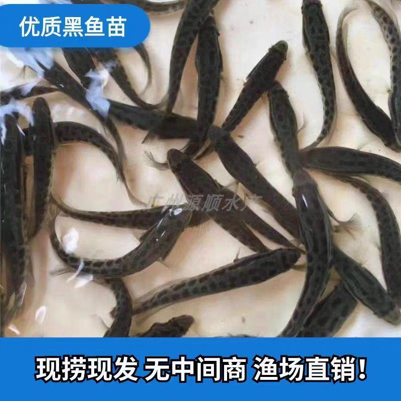 黑鱼苗保成活免费技术指导量大价优支持视频看货来电