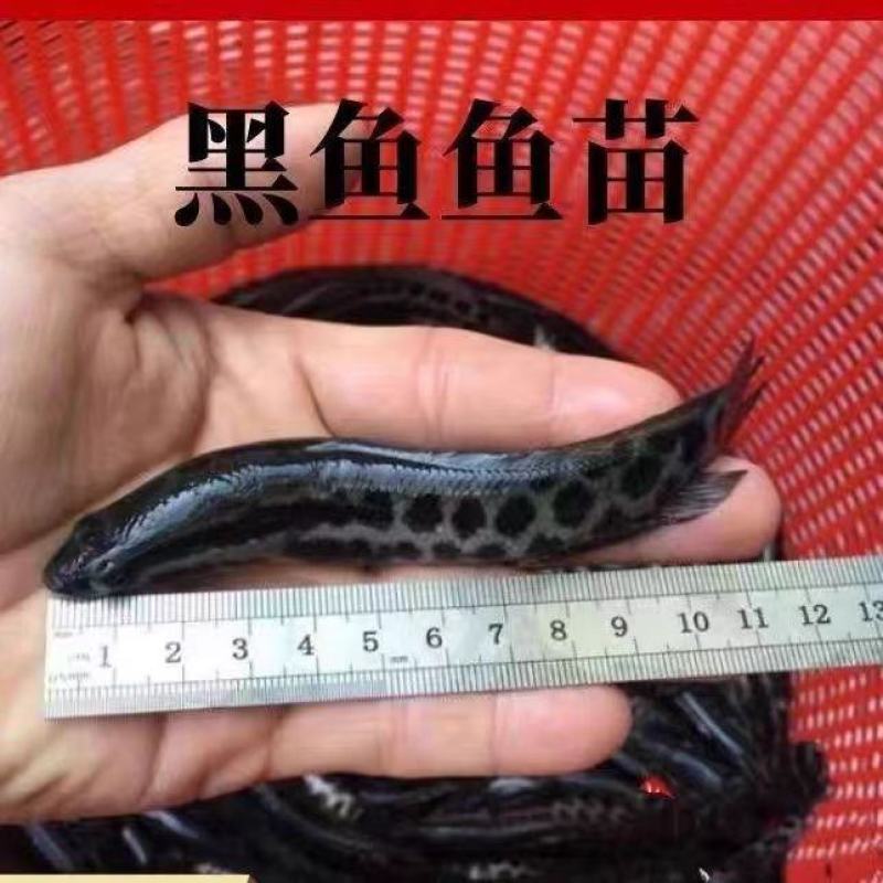 黑鱼苗保成活免费技术指导量大价优支持视频看货来电