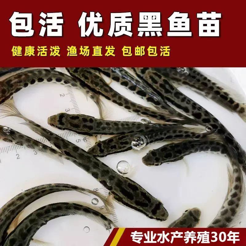 黑鱼苗保成活免费技术指导量大价优支持视频看货来电